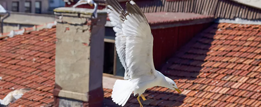 Residential Chimney Animal Removal Solution in Englewood, FL